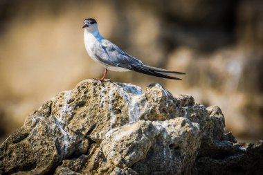 Ortak Tern, Sterna hirundo, Karadağ 'ın Skadar Gölü, Balkanlar.
