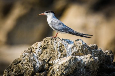 Ortak Tern, Sterna hirundo, Karadağ 'ın Skadar Gölü, Balkanlar.