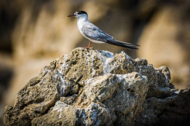 Ortak Tern, Sterna hirundo, Karadağ 'ın Skadar Gölü, Balkanlar.