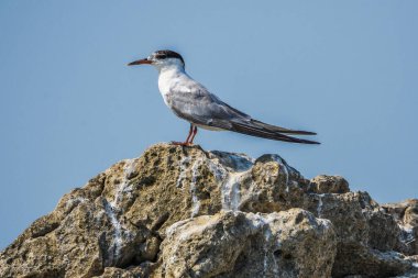 Ortak Tern, Sterna hirundo, Karadağ 'ın Skadar Gölü, Balkanlar.