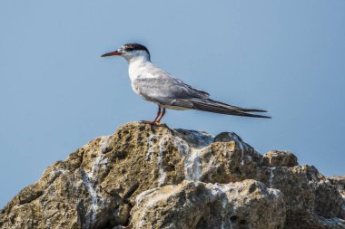 Ortak Tern, Sterna hirundo, Karadağ 'ın Skadar Gölü, Balkanlar.