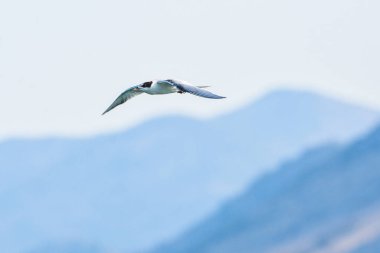 Ortak Tern, Sterna hirundo, Karadağ 'ın Skadar Gölü, Balkanlar.