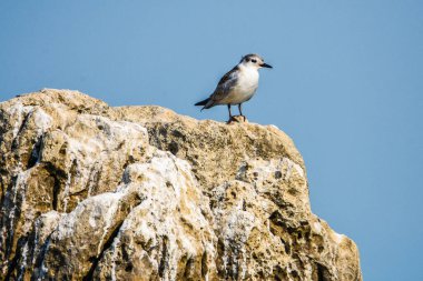 Genç Ortak Tern ve Sterna hirundo, Karadağ, Balkanlar 'daki Skadar Gölü' nde.