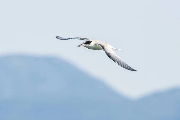 Common Tern Sterna Hirundo Lago Skadar Montenegro Balcanes — Foto de Stock