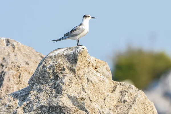 Ortak Tern, Sterna hirundo, Karadağ 'ın Skadar Gölü, Balkanlar.