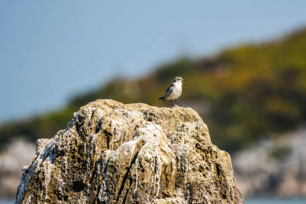 Mladistvý Rybář Obecný Sterna Hirundo Jezera Skadar Černé Hoře Balkán — Stock fotografie