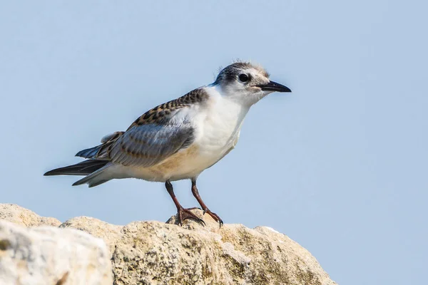 Genç Ortak Tern Sterna Hirundo Karadağ Balkanlar Daki Skadar Gölü — Stok fotoğraf