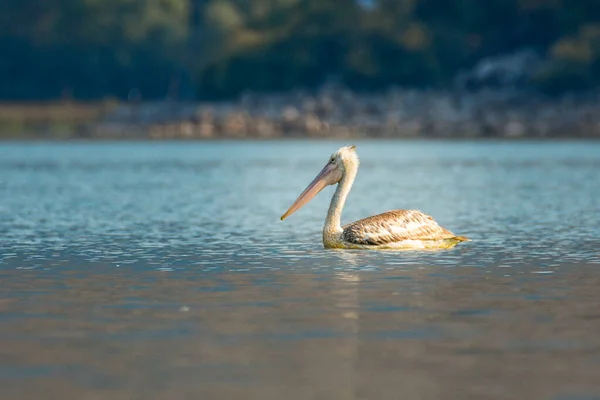 Montenegro Weißer Pelikan Ist Ein Symbol Des Skadar Scutari Sees — Stockfoto