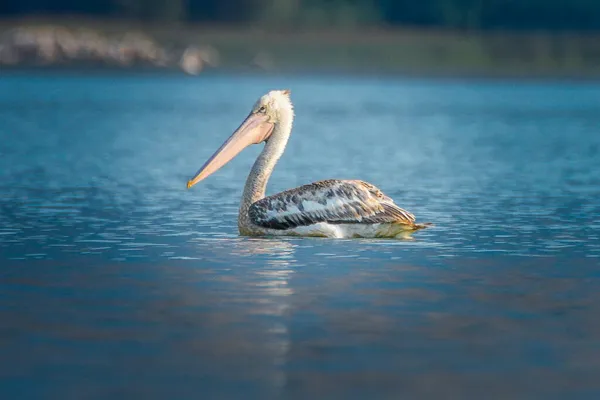 Czarnogóra Biały Pelikan Jest Symbolem Jeziora Skadar Scutari — Zdjęcie stockowe