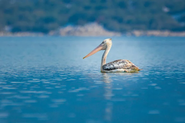 Montenegro Witte Pelikaan Een Symbool Van Skadar Scutari Meer — Stockfoto