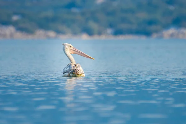 Montenegro Pelícano Blanco Símbolo Del Lago Skadar Scutari — Foto de Stock