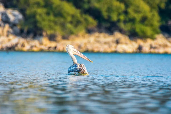 Montenegro Pelicano Branco Símbolo Lago Skadar Scutari — Fotografia de Stock