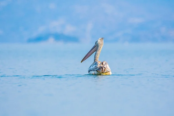 Чорногорія Білий Пелікан Символ Озера Скадар Скутарі — стокове фото