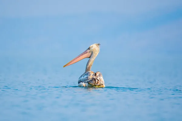 Czarnogóra Biały Pelikan Jest Symbolem Jeziora Skadar Scutari — Zdjęcie stockowe