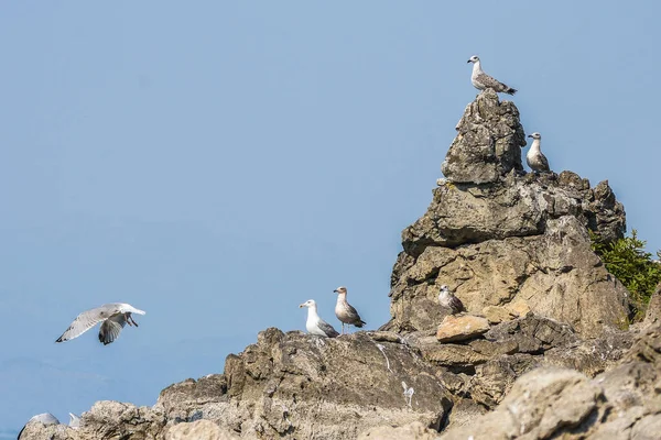 Racek Žlutonohý Larus Michahellis Jezeře Skadar — Stock fotografie