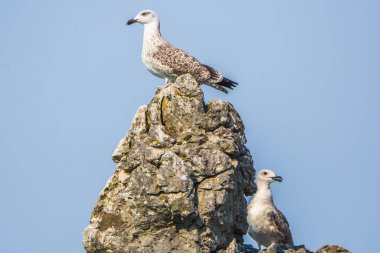 Sarı bacaklı martı, Larus michahellis, Skadar Gölü 'nde.
