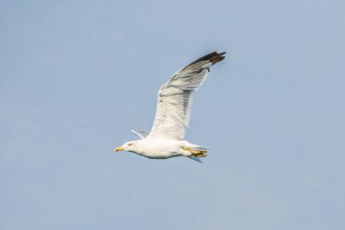 Sarı bacaklı martı, Larus michahellis, Skadar Gölü 'nde.