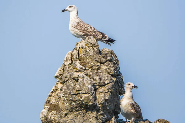 Racek Žlutonohý Larus Michahellis Jezeře Skadar — Stock fotografie