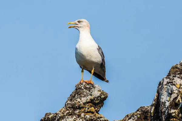 Racek Žlutonohý Larus Michahellis Jezeře Skadar — Stock fotografie