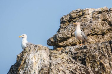 Sarı bacaklı martı, Larus michahellis, Skadar Gölü 'nde.