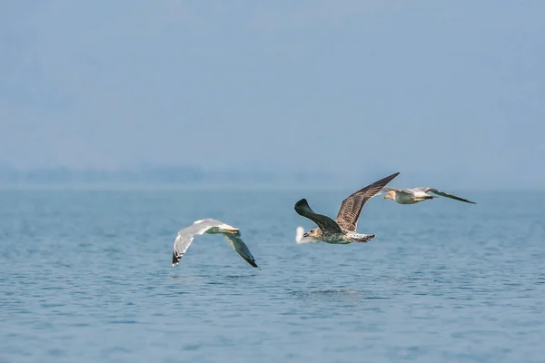 Skadar湖で黄色の足のカモメ Larus Michahellis — ストック写真