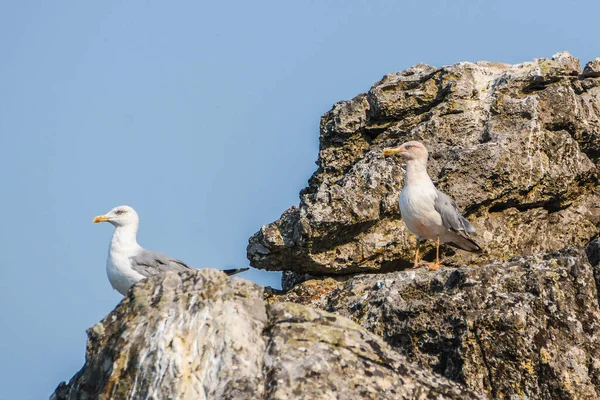 Racek Žlutonohý Larus Michahellis Jezeře Skadar — Stock fotografie