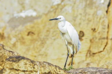 Güzel beyaz balıkçıl, küçük balıkçıl, Egretta Garzetta, Karadağ 'ın Skadal Gölü' nde kaya oluşumu üzerine.