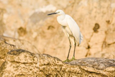 Güzel beyaz balıkçıl, küçük balıkçıl, Egretta Garzetta, Karadağ 'ın Skadal Gölü' nde kaya oluşumu üzerine.