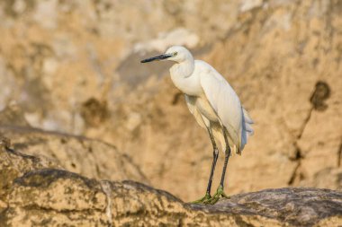 Güzel beyaz balıkçıl, küçük balıkçıl, Egretta Garzetta, Karadağ 'ın Skadal Gölü' nde kaya oluşumu üzerine.