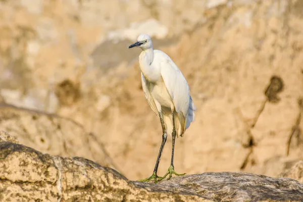 Gyönyörű Fehér Gém Kis Egér Egretta Garzetta Sziklaképződés Skadal Lake — Stock Fotó