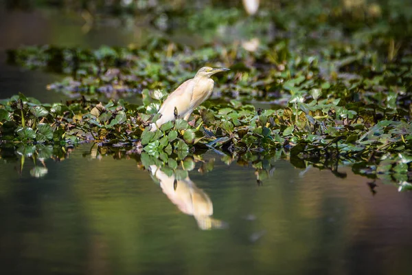 Garça Squacco Ardeola Ralloides Lake Skadar Monte Negro — Fotografia de Stock