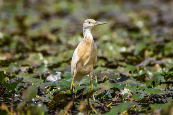 Der Reiher Ardeola Ralloides Skadarsee Monte Negro — Stockfoto