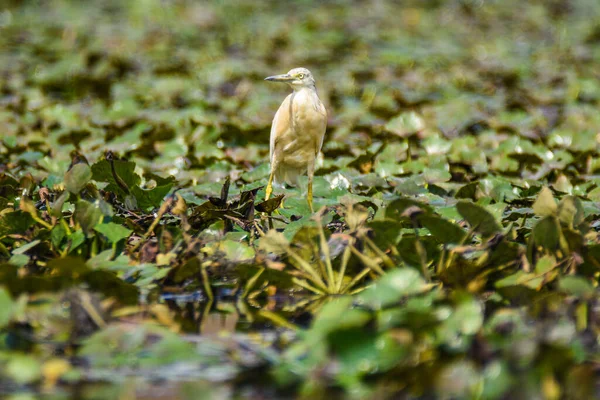 Héron Squacco Ardeola Ralloides Dans Lac Skadar Monte Negro — Photo