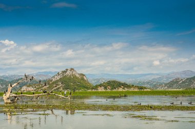 Karadağ 'ın Güzel Skadar Gölü, Balkanlar' ın en büyük gölü.
