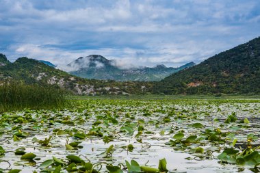 Karadağ 'ın Güzel Skadar Gölü, Balkanlar' ın en büyük gölü.