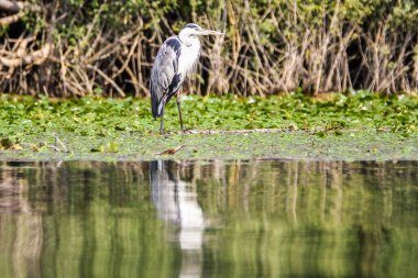 Karadağ, Avrupa 'daki Skadar Gölü' nde gri balıkçıl (Ardea cinerea).