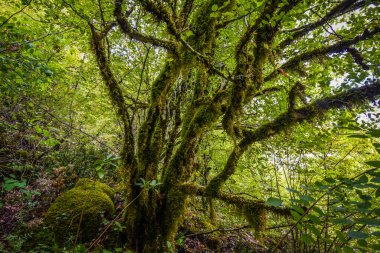 Bay Tvica kanyonundaki yosunlu ağaçlar.