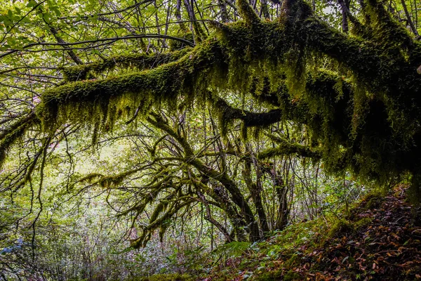 Árboles musgosos en el cañón del río mrtvica. —  Fotos de Stock