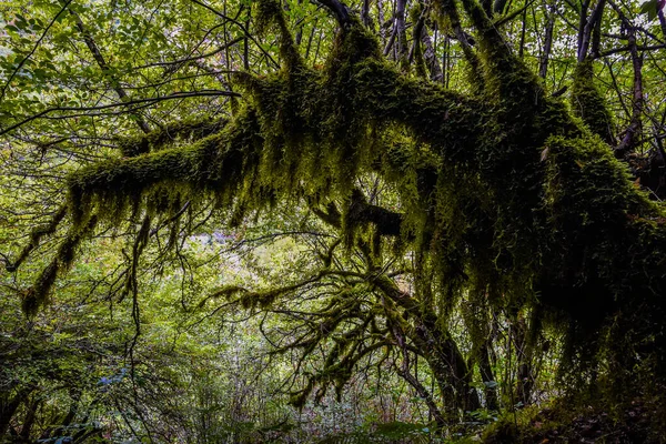 Mossy stromy v kaňonu řeky mrtvica. — Stock fotografie