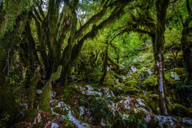 Bay Tvica kanyonundaki yosunlu ağaçlar.