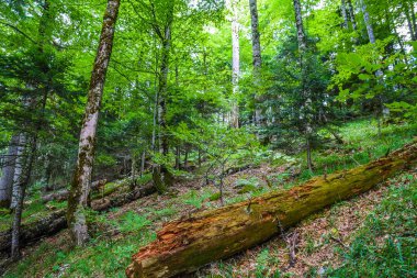 Karadağ 'daki Eşsiz Ulusal ParkBiogradska Gora, Avrupa' nın en son ana ormanlarından biri..