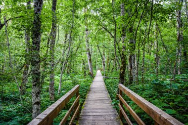 Karadağ 'daki Eşsiz Ulusal ParkBiogradska Gora, Avrupa' nın en son ana ormanlarından biri..