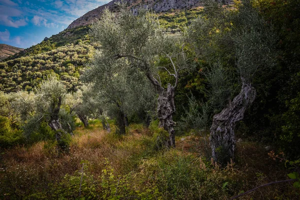 One World Oldest Olive Trees Located Stari Bar Said 2000 — стокове фото