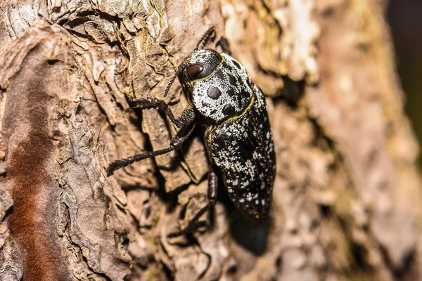 Capnodis tenebrionis in natural habitat in Montenegro, Balkans — Photo