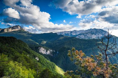 Bosna-Hersek, Balkanlar 'daki Sutjeska Ulusal Parkı. Park, Avrupa 'nın son ana ormanlarından biridir..