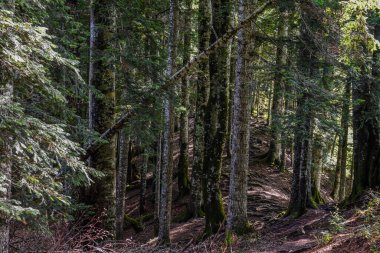 Sutjeska Ulusal Parkı, mükemmel turist merkezi, Bosna-Hersek 'in en eski parklarından biri..