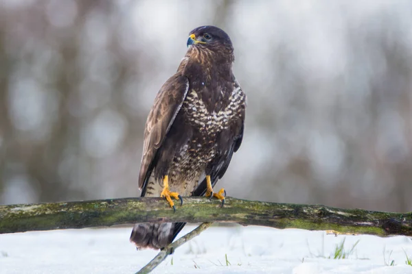 Common Buzzard Buteo Buteo Eating Carcass Ground Covered Snow Czech — Stock Photo, Image