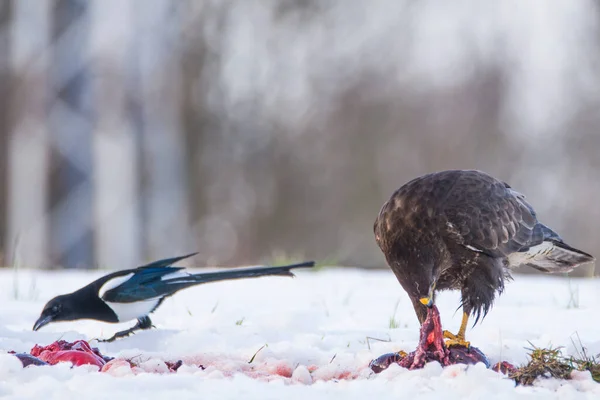 Buse Commune Buteo Buteo Mangeant Une Carcasse Sur Sol Recouvert — Photo