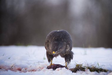 Yaygın Şahin, Buteo Buteo yerde karla kaplı bir leşi yiyor, Çek Cumhuriyeti.