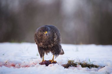 Yaygın Şahin, Buteo Buteo yerde karla kaplı bir leşi yiyor, Çek Cumhuriyeti.
